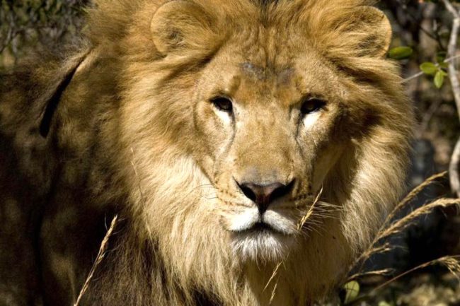 Lions rescued from Colombia and Peru are now free in South African cat sanctuaries.
