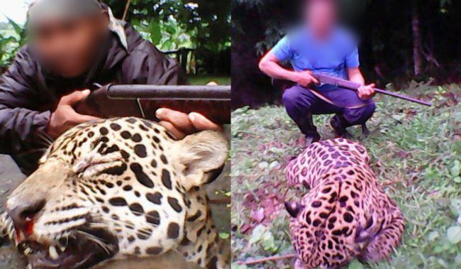 Images circulating on social media appear to depict two men posing with a dead jaguar.