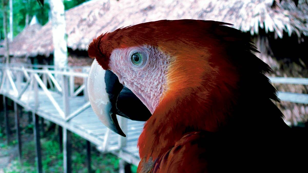 With proper planning, kids can have a great time in Colombia's Amazon region.