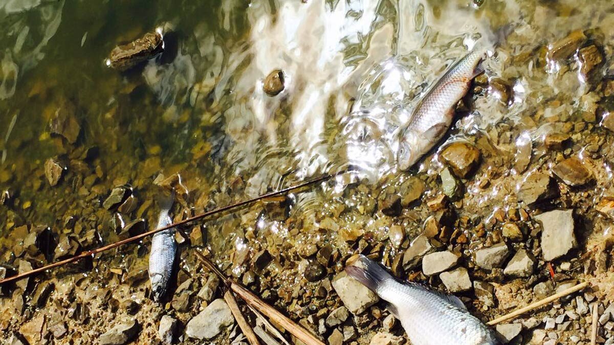 Dead fish washed up on the shore of Lake Sochagota last week.