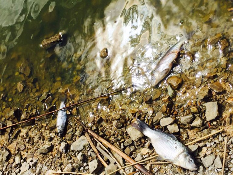 Officials remove at least two tons of dead fish from Boyacá lake
