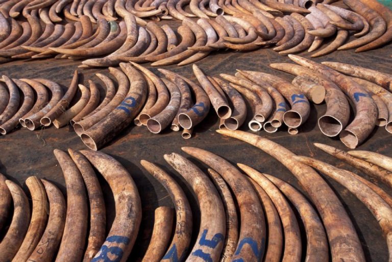Animals are not the only victims of global wildlife crime