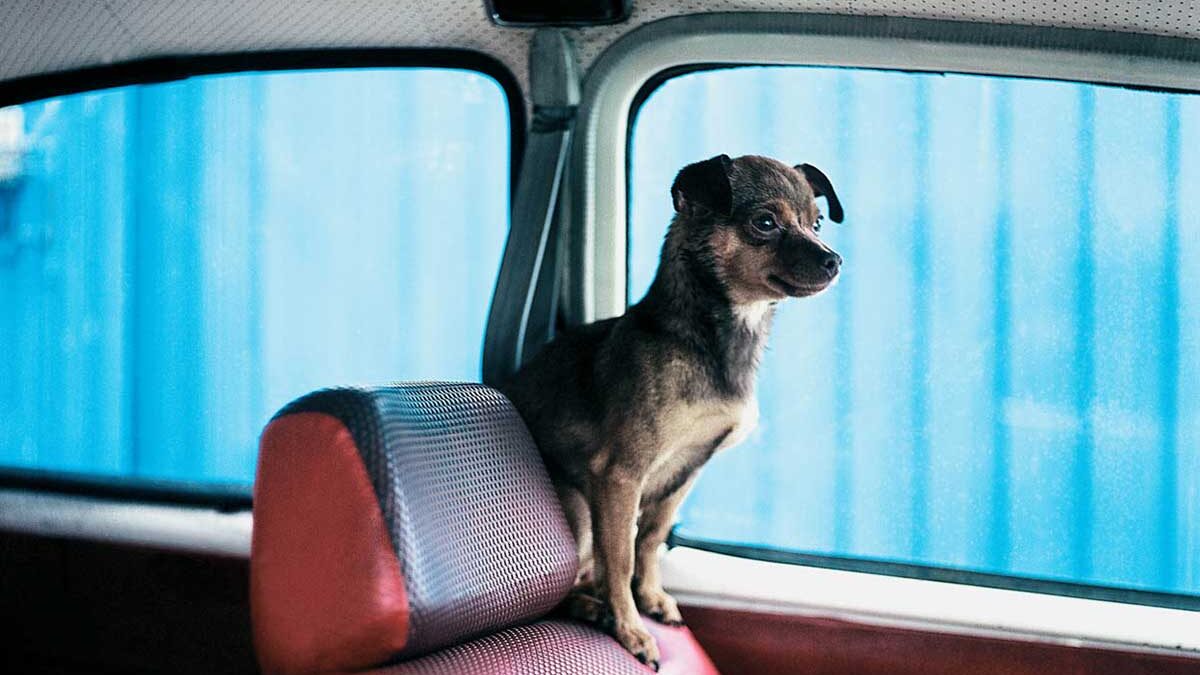 A curious passenger gets ready for a ride. (Photo by Alejandra Parra)