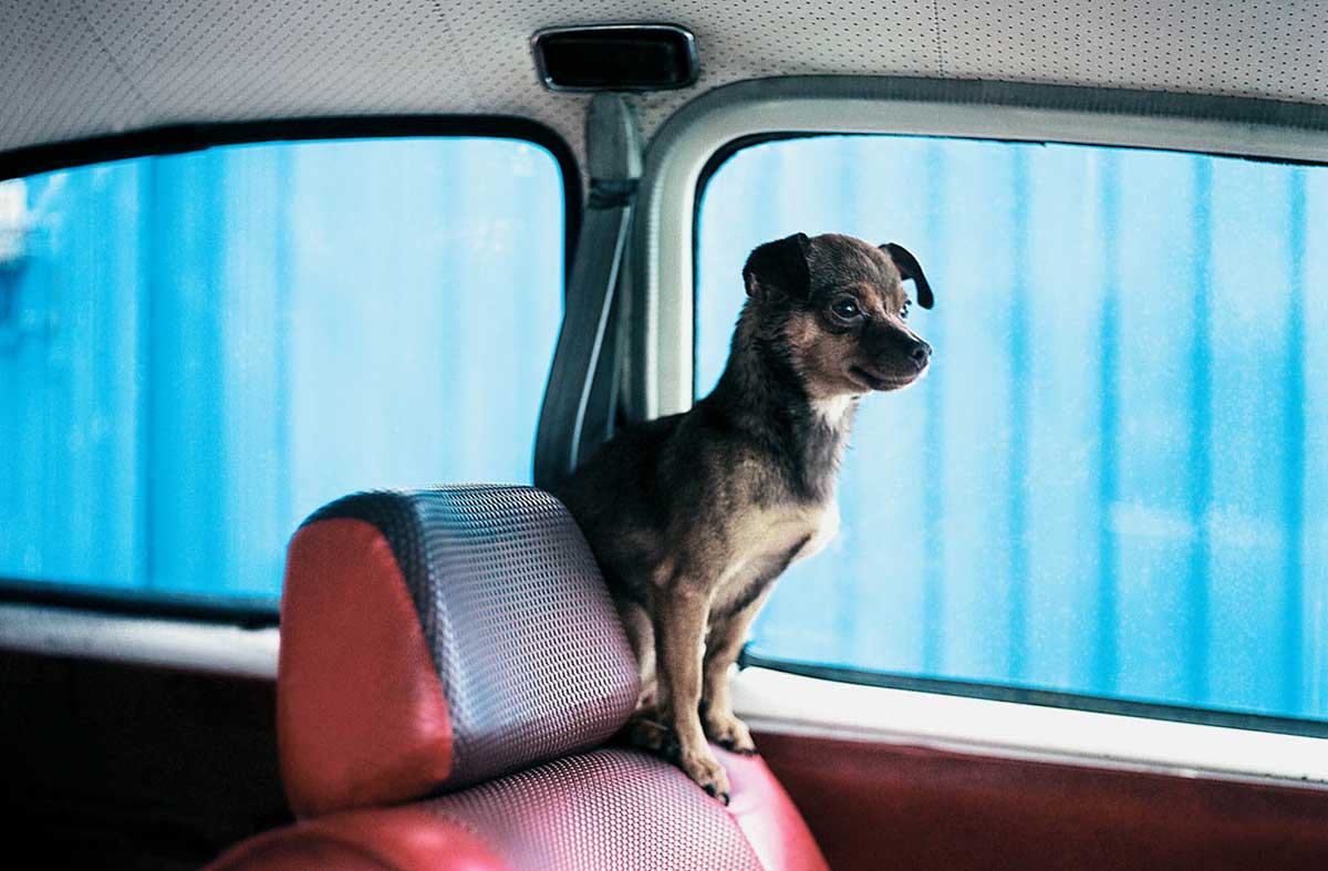 A curious passenger gets ready for a ride. (Photo by Alejandra Parra)
