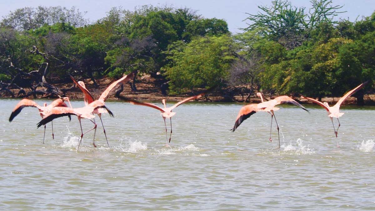 Flamingos in Colombia's La Guajira department. (Photo by Jacqui de Klerk)