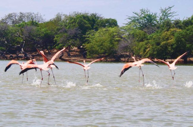 Flamingos in Colombia's La Guajira department. (Photo by Jacqui de Klerk)