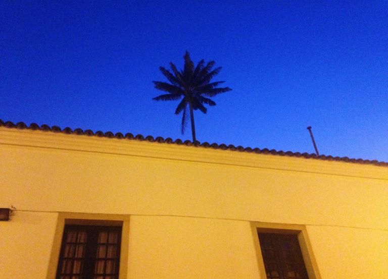 Big Picture: A palm grows in La Candelaria