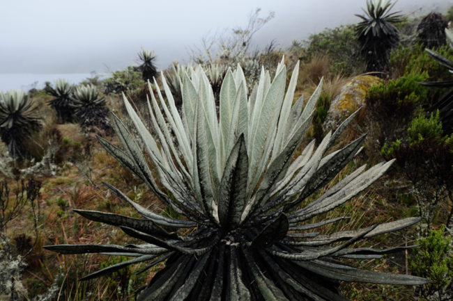 sumapaz national park colombia