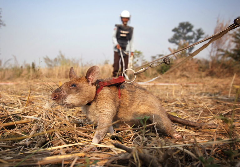 Demining in Colombia: Rats to the rescue