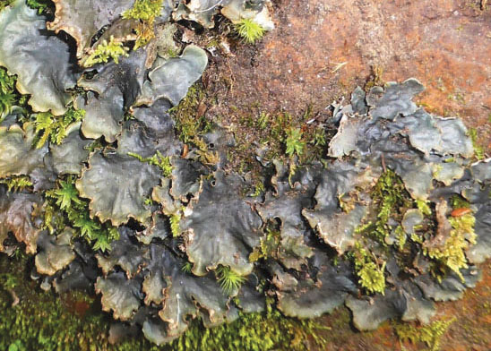 Lichens on frontline of air quality research in Colombia