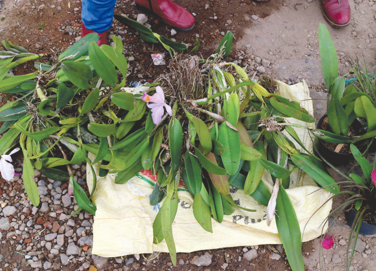 Colombia’s modern orchid traffickers