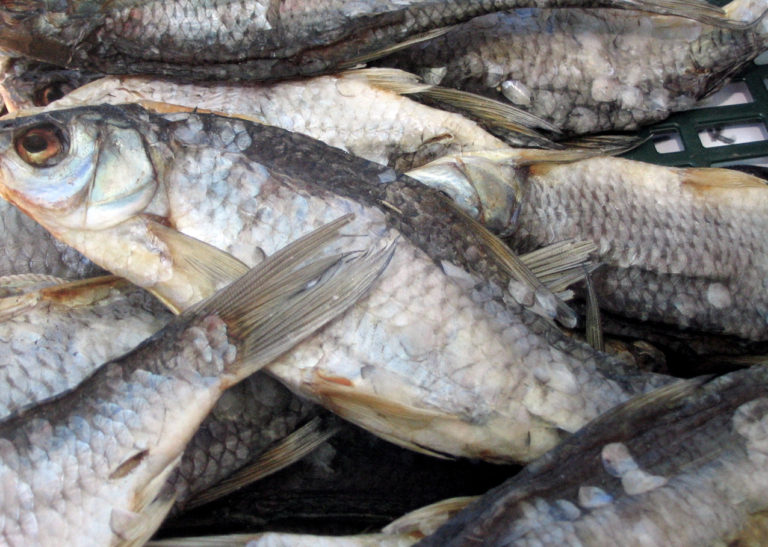 Colombian Easter: Size does matter when it comes to your fish