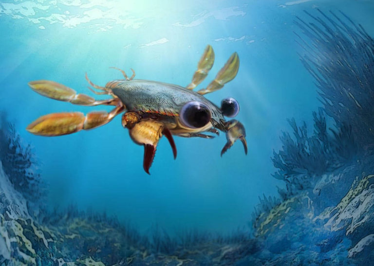 Fossil found in central Boyacá reveals mysteries of crab evolution