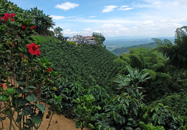 Café San Alberto: A taste of luxury harvested at the heart of Quindío