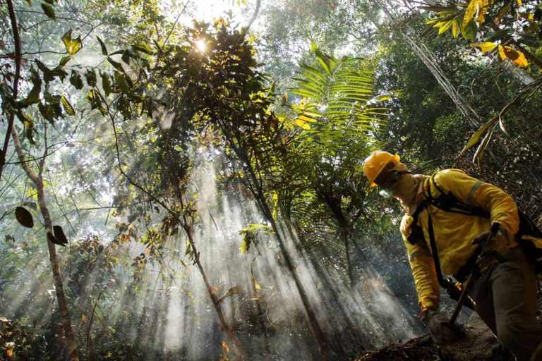 Brazil claims coronavirus is accelerating deforestation of the Amazon