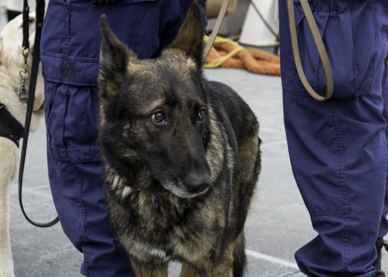 Colombia initiates pilot project with sniffer dogs for COVID-19 detection
