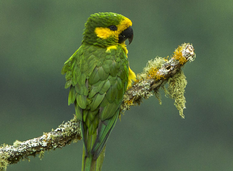 Colombia’s Yellow-eared Parrot back from extinction after two decades of conservation