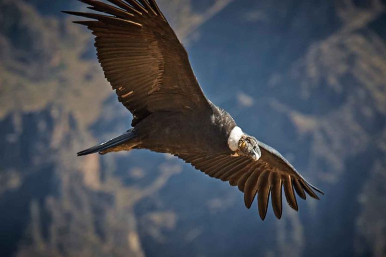 Colombia’s indigenous peoples lead first census of Andean Condor