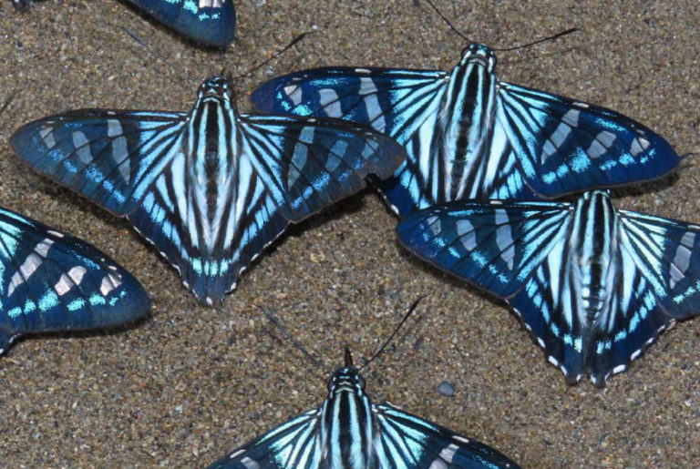 Colombia home to 20 percent of world’s butterflies