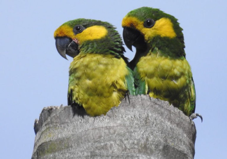 Death of Yellow-eared Parrot guardian inspires young Colombian conservationists