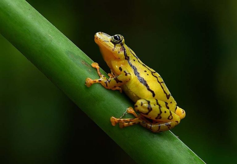 The Ornate Rainfrog expands range from Ecuador to Colombia
