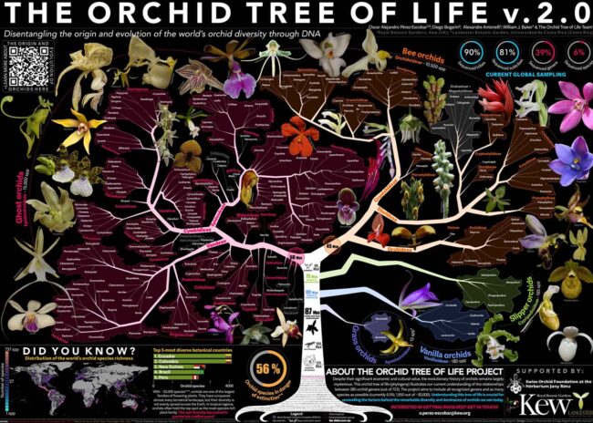 The Orchid Tree of Life Project, led by the Royal Botanic Gardens, Kew, in collaboration with 14 global institutions, aims to unravel the origins and evolution of the orchid family.